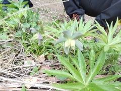 Helleborus purpurascens