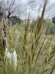Macrochloa tenacissima