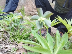 Helleborus purpurascens
