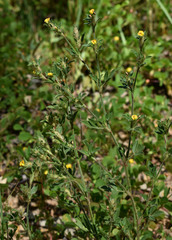 Stylosanthes scabra