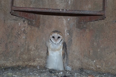Tyto alba tuidara