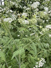 Anthriscus sylvestris