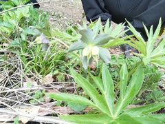 Helleborus purpurascens