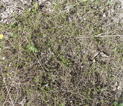 Thymus calcareus