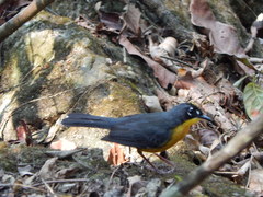 Basileuterus lachrymosus