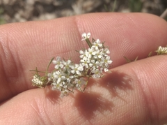 Bifora