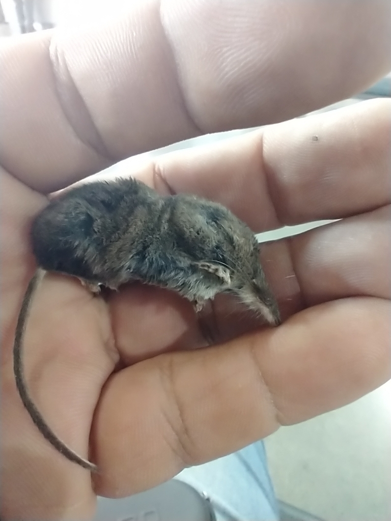 Carmen Mountain Shrew