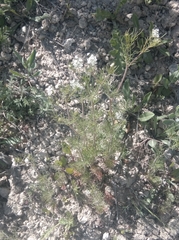 Bifora