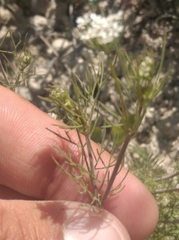Bifora