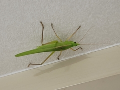 Euconocephalus varius