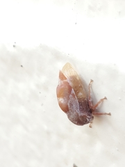 Xantholobus