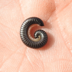 Rossiulus kessleri