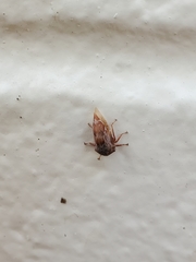 Xantholobus