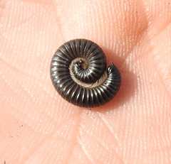 Rossiulus kessleri