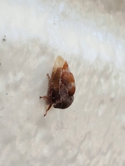 Xantholobus