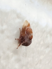 Xantholobus
