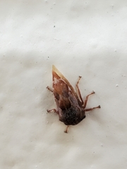 Xantholobus