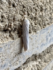 Coscinia chrysocephala