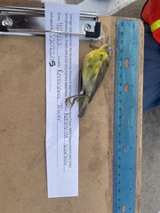 Leiothlypis ruficapilla