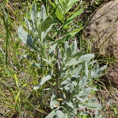 Eriodictyon traskiae