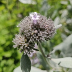 Eriodictyon traskiae