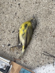 Leiothlypis ruficapilla