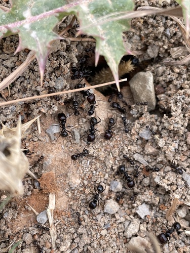 Barbary Harvester Ant