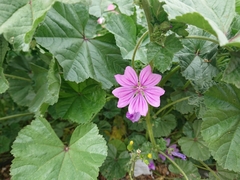 Malva sylvestris sylvestris