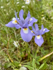 Moraea sisyrinchium