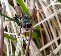 Polleniidae