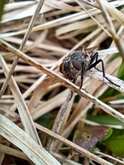 Polleniidae