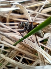Polleniidae