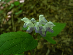 Scutellaria serrata