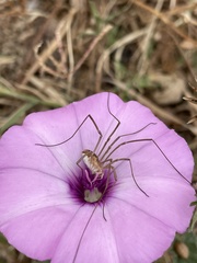 Metaphalangium