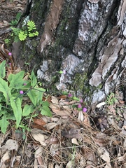 Emilia sonchifolia image