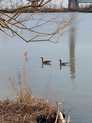 Branta canadensis