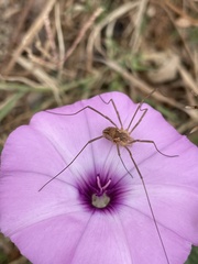 Metaphalangium