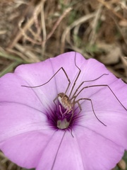 Metaphalangium