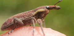 Lixus vilis