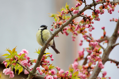 Parus major major