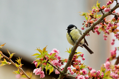 Parus major major