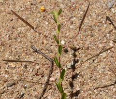 Chamaecrista rotundifolia