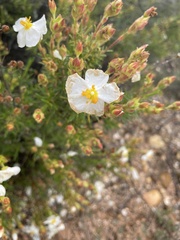 Cistus clusii
