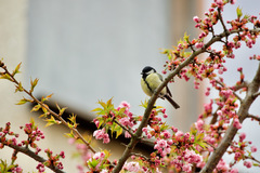 Parus major major