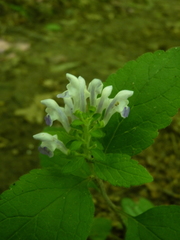 Scutellaria serrata