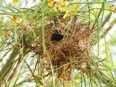 Auriparus flaviceps