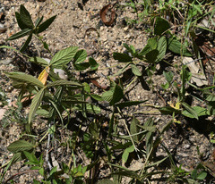 Flemingia parviflora