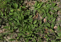 Flemingia parviflora