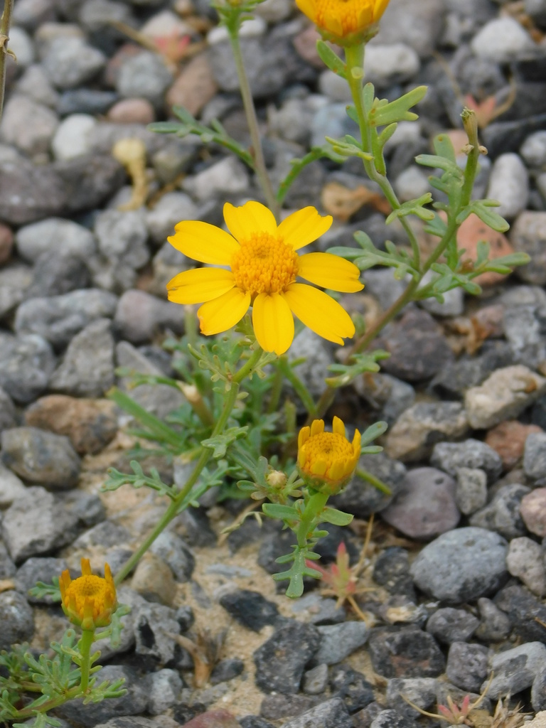 Boeberastrum anthemidifolium