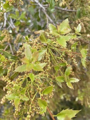 Quercus coccifera